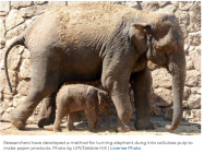 Cow and Elephant Dung can be Turned Into paper, Study Shows