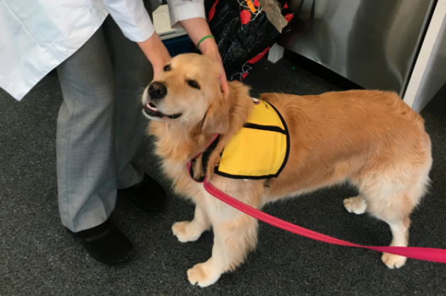 Findings: Therapy Dogs can Spread Superbugs to Hospitalized Kids